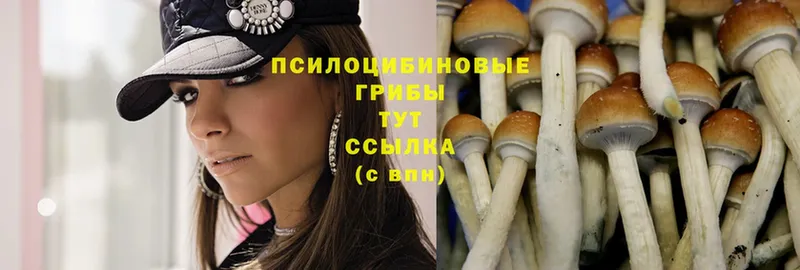 Галлюциногенные грибы MAGIC MUSHROOMS  как найти закладки  Волосово 